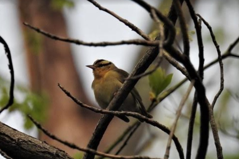 WORM-EATING WARBLER