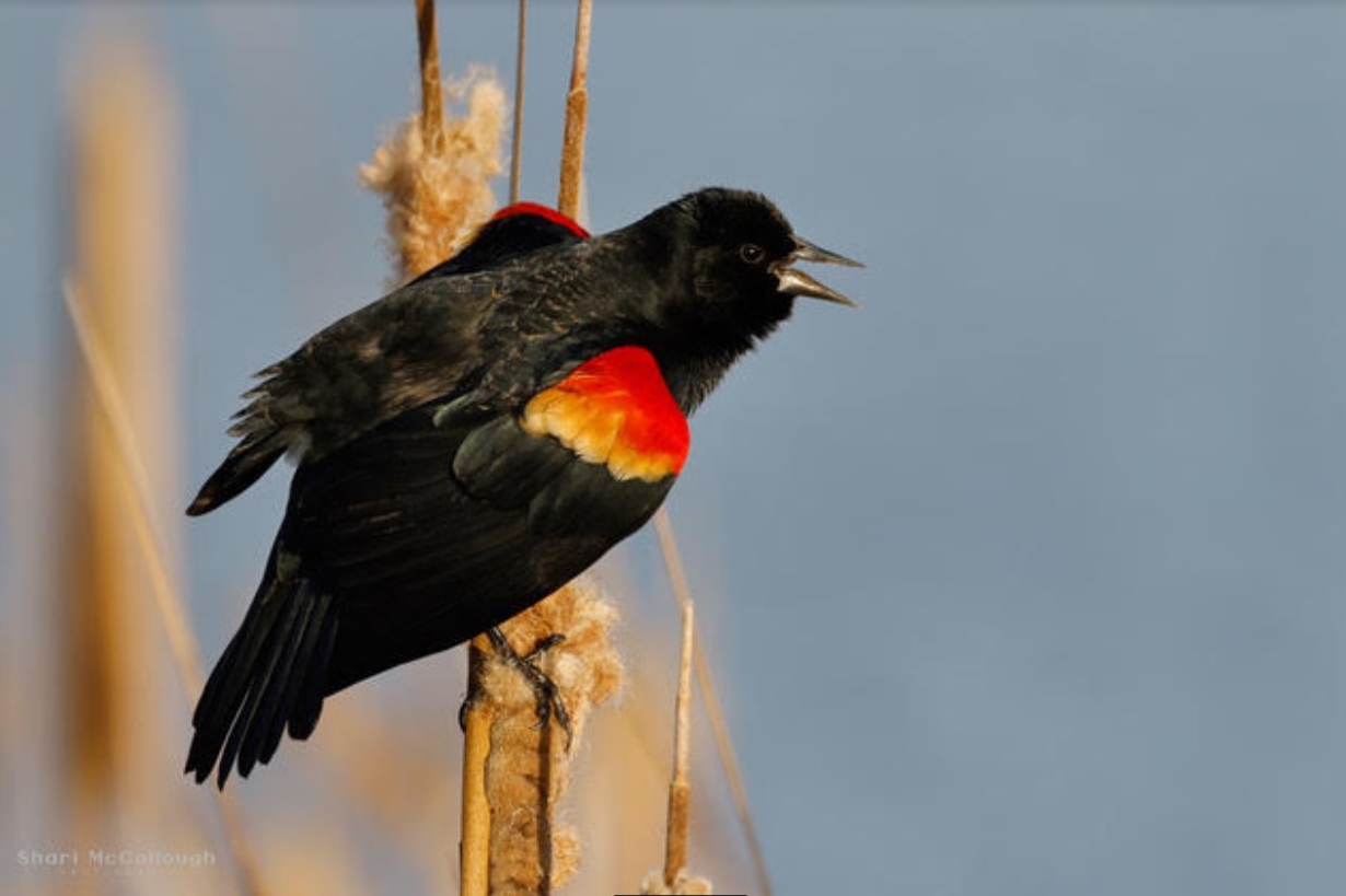 red-winged blackbird