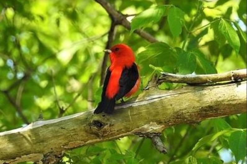 SCARLET TANAGER