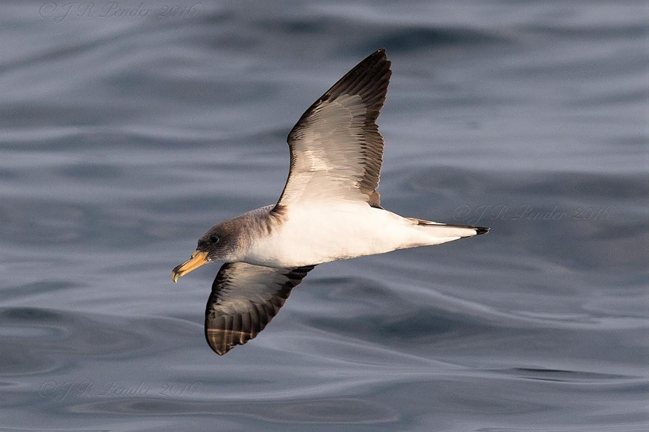 CORY'S SHEARWATER