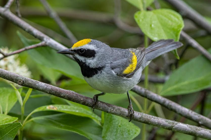 GOLDEN WINGED WARBLER