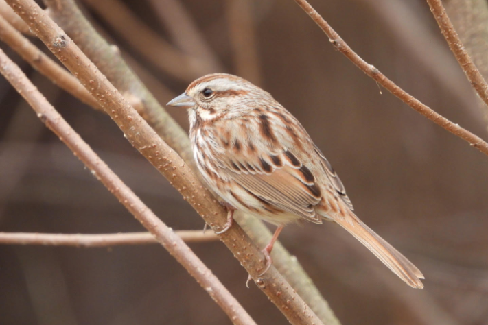 SONG SPARROW