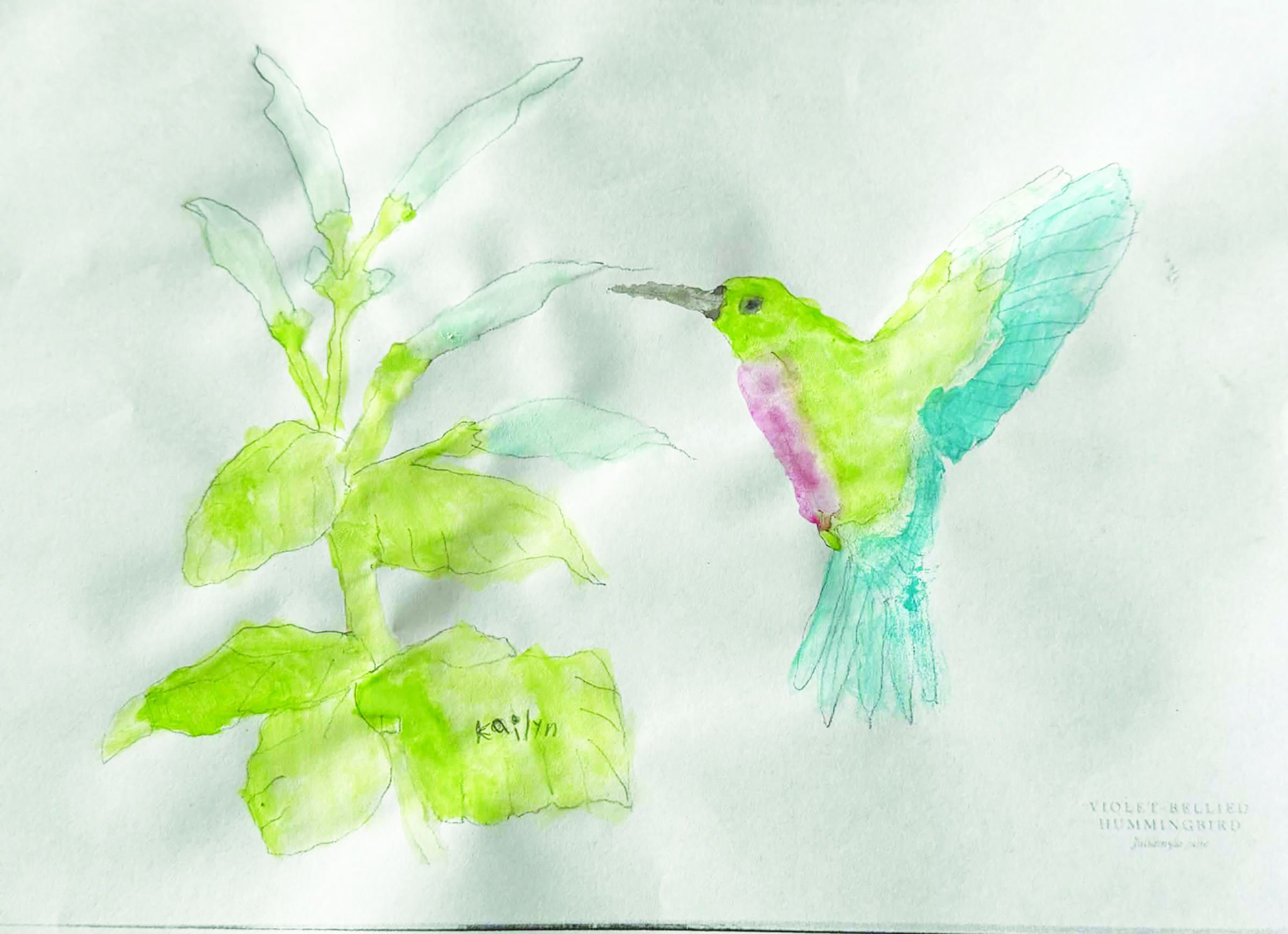 hummingbird Kailyn
